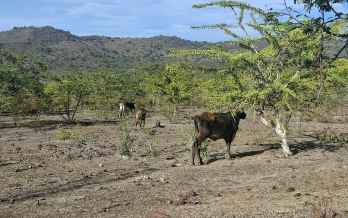 El Niño golpea al ganado en Nicaragua, pero Gobierno proyecta más exportaciones de carne