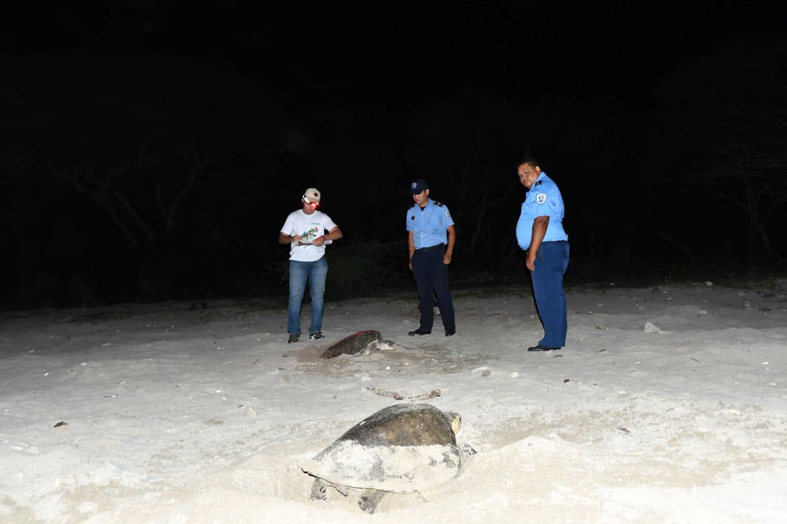 El viaje de una tortuga paslama: su arribada y cómo observarlas sin ponerlas en riesgo