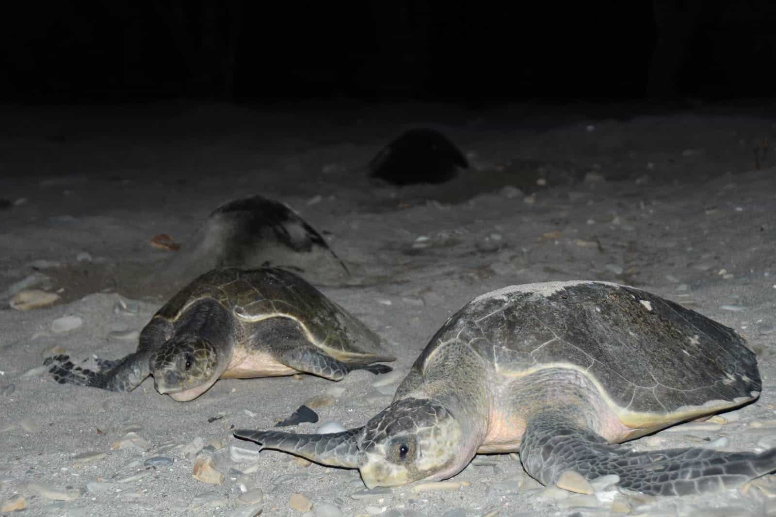 El viaje de una tortuga paslama: su arribada y cómo observarlas sin ponerlas en riesgo