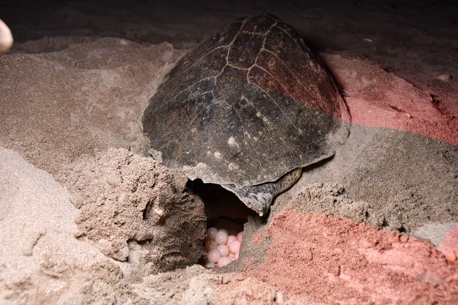 El viaje de una tortuga paslama: su arribada y cómo observarlas sin ponerlas en riesgo
