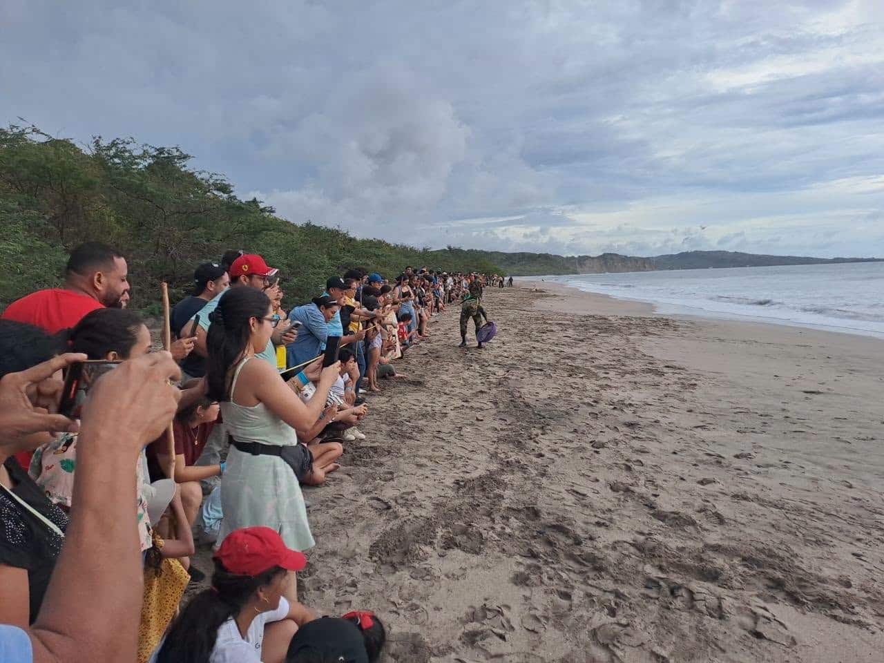El viaje de una tortuga paslama: su arribada y cómo observarlas sin ponerlas en riesgo