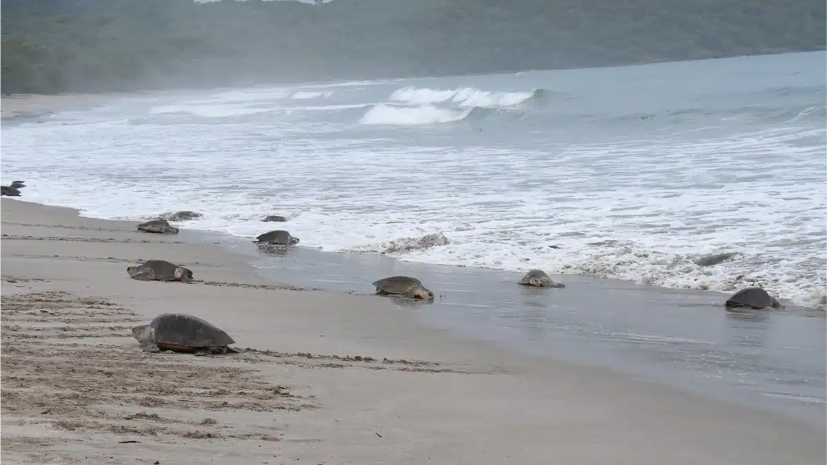 El viaje de una tortuga paslama: su arribada y cómo observarlas sin ponerlas en riesgo