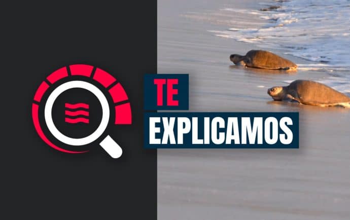 El viaje de una tortuga paslama: su arribada y cómo observarlas sin ponerlas en riesgo