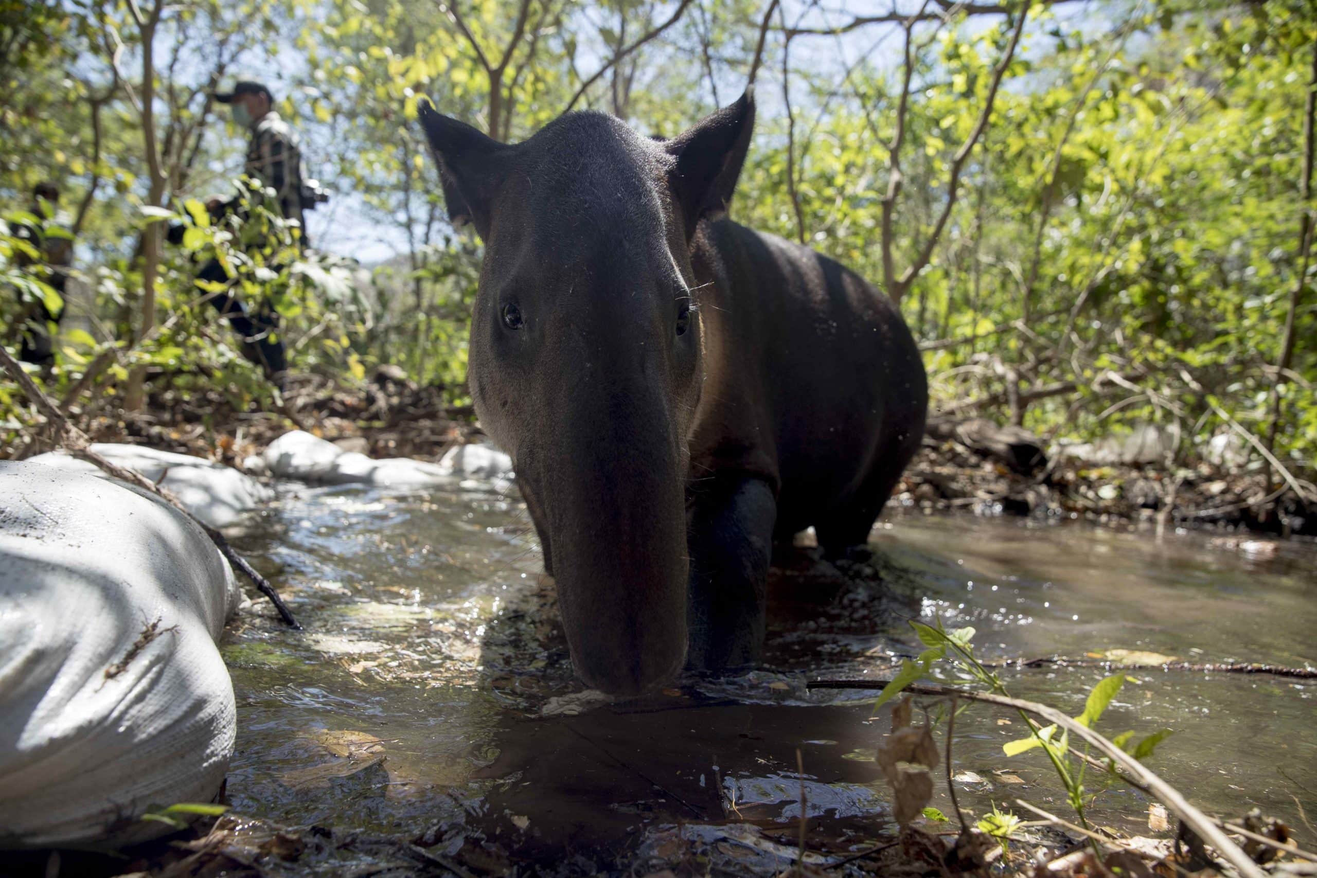 ¿Quieres ayudar a los animales silvestres durante la sequía? Darles agua y comida puede no ser la mejor solución