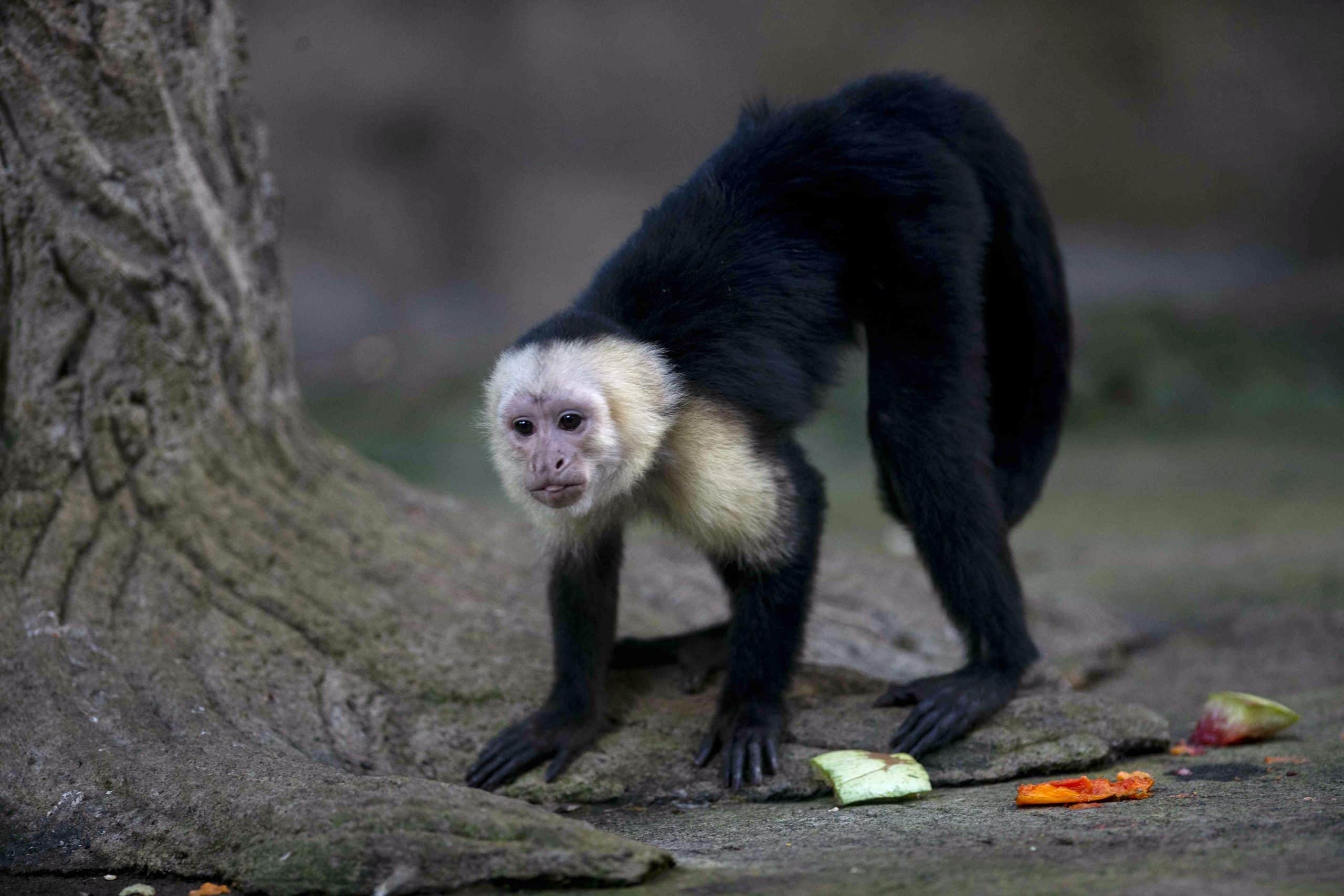 ¿Quieres ayudar a los animales silvestres durante la sequía? Darles agua y comida puede no ser la mejor solución